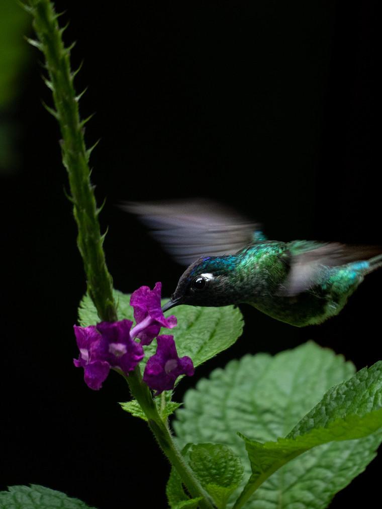 Night Nature Tour in Tortuguero Costa Rica