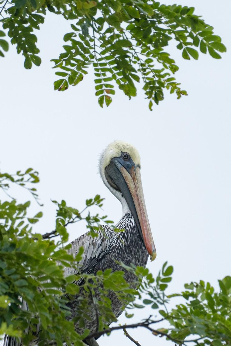 Town Tour Birds and the Turtle Museum in Tortuguero Costa Rica