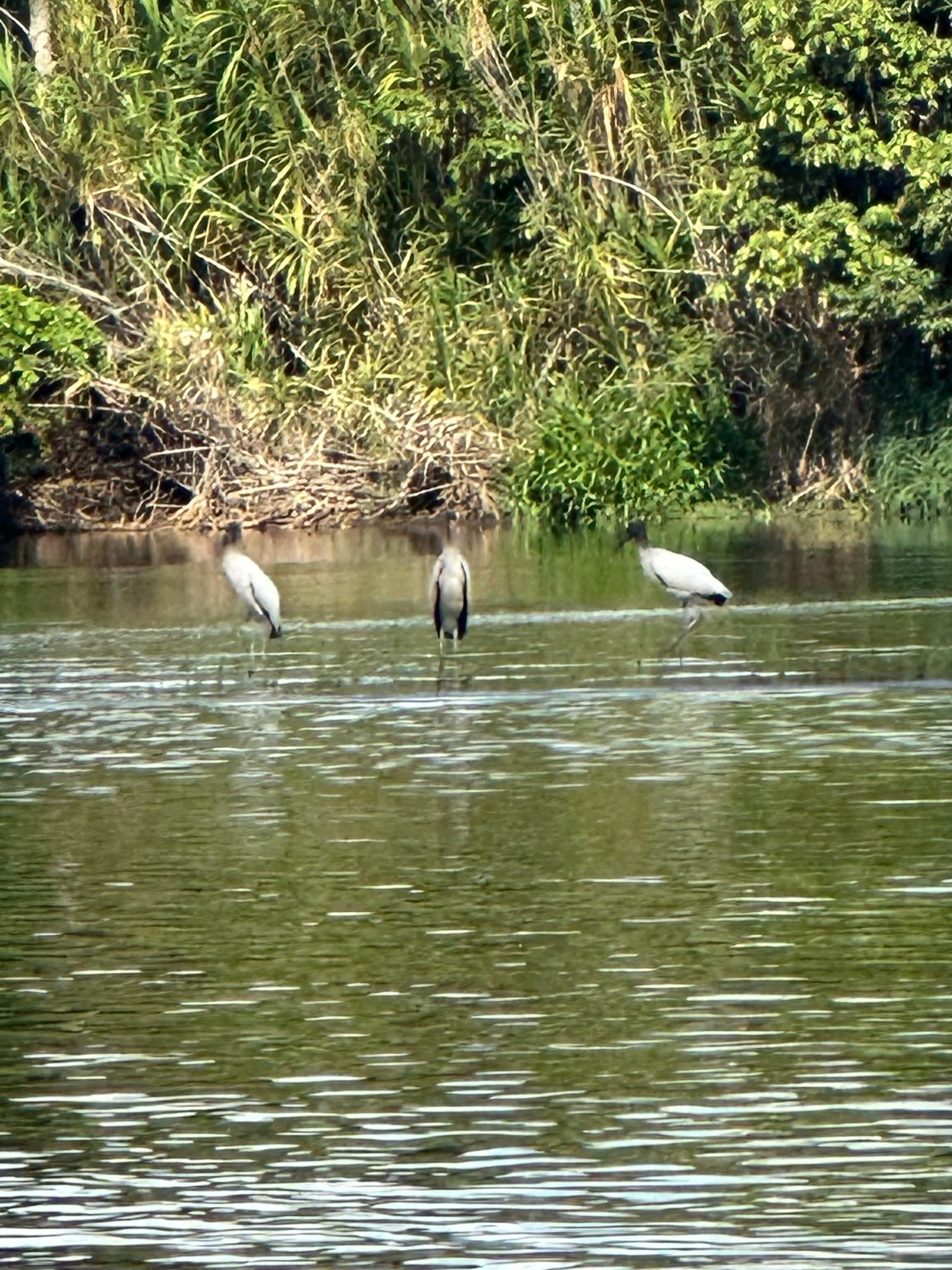 Bird Watching, By Boat Tour in Tortuguero Costa Rica